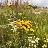 Цветы полевые. Пижма. :: Валерия Комова