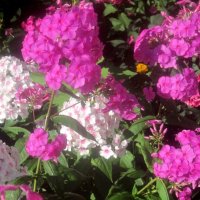 Флоксы :: Елена Семигина