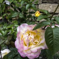 Глория  Дей :: Валентин Семчишин