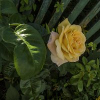 Йеллоу Гарден :: Валентин Семчишин Йеллоу Гарден :: Валентин Семчишин