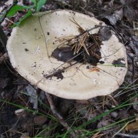 золотистый мухомор :: Елена Шаламова