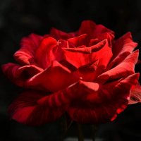 Утреннее солнышко :: Надежда Куркина 