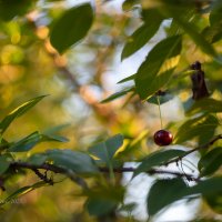 Последняя вишенка :: Александр Синдерёв
