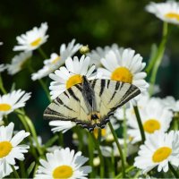 Нежданная гостья... :: Надежда Куркина 