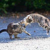 Игруны :: Светлана