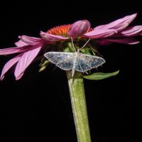 Ночная бабочка :: Александр Ковальчук