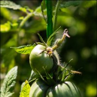 Зелёные, пока :: Александр Тарноградский