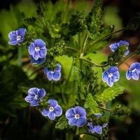 Таёжные цветы :: юрий Амосов Таёжные цветы :: юрий Амосов