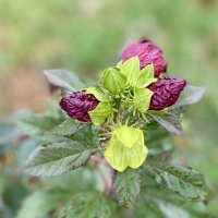 После дождя (3) :: Alexey YakovLev После дождя (3) :: Alexey YakovLev