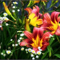 Лилейник - дачная красота :: Максим Сорокин