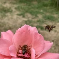 Пчёлки :: Pippa 