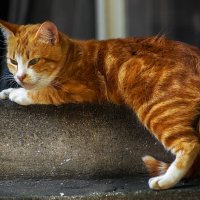 наблюдатель... :: Владимир Матва наблюдатель... :: Владимир Матва