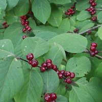 Украшения кустарника :: Freddy 97