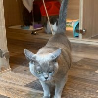 Вискас есть? А если найду... :: Сергей Б.