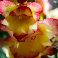 Фрагмент букета :: Светлана SvetNika17