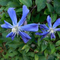 Клематис синий :: Наиля 