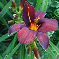 Лилейник "Черный принц" :: Наиля 