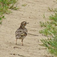 жаворонок полевой :: gawrilа - dan