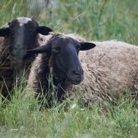 Барашки :: Александр Леонов