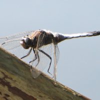 Стрекозлик :: Александр Чеботарь