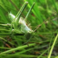 В траве сидел кузнечик... :: Владимир Шошин В траве сидел кузнечик... :: Владимир Шошин