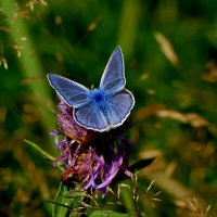 из снятого 1 августа 3 :: Александр Прокудин из снятого 1 августа 3 :: Александр Прокудин