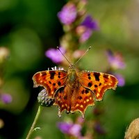 из снятого 1 августа  5 :: Александр Прокудин