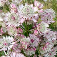 Розовая астранция. :: Ирина ***