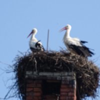 аисты :: Anna-Sabina Anna-Sabina