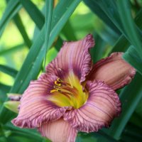 Вот и август :: Наталья Герасимова