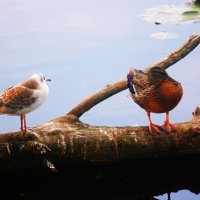 Утка и чайка :: Сергей Кочнев