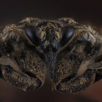 Водяной клоп. :: Олег Савицкий