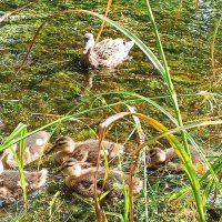 Серая утка :: Сапсан 