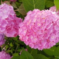 Гортензия :: Сапсан 