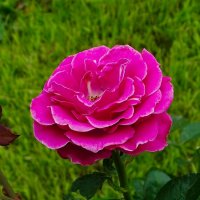 О красоте цветов. :: Милешкин Владимир Алексеевич О красоте цветов. :: Милешкин Владимир Алексеевич