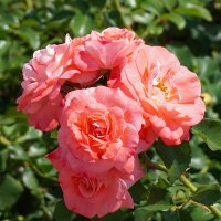 Летние розы :: Ольга 