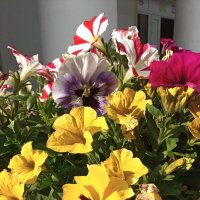 Цветы на  клумбе :: Фотогруппа Весна