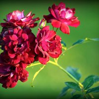 они на радость нам даны :: Олег Лукьянов