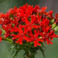 *** :: Виктор Иванович Чернюк *** :: Виктор Иванович Чернюк