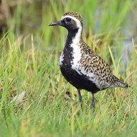 Золотистая ржанка :: Михаил Белоусов