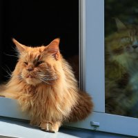 А чужие(собаки)здесь не ходят... :: Владилен Панченко А чужие(собаки)здесь не ходят... :: Владилен Панченко