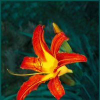 Лилейник :: Евгений 