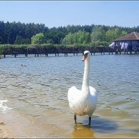 Грозный отец :: Сеня Белгородский