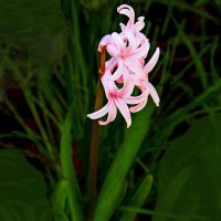 Гиацинт :: Евгений 