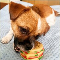 Яша обожает пищалки.:) :: Валерия Комова