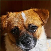 Яша. :: Валерия Комова