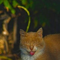 Альберт Эйнштейн :: Giant Tao /