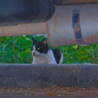 Досмотр . :: Giant Tao /