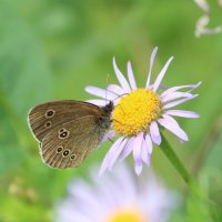 лето :: Ольга Гомзина