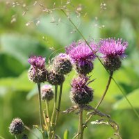 лето :: Ольга Гомзина